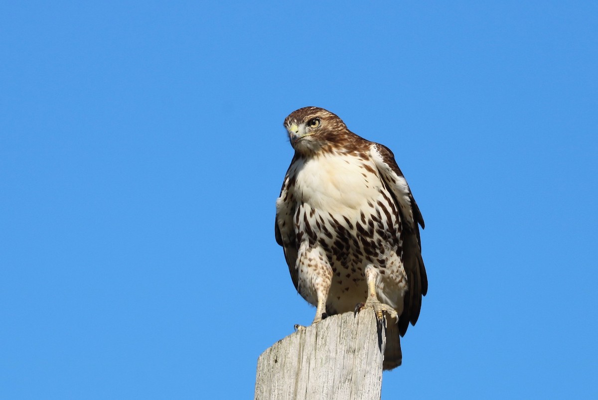 Red-tailed Hawk - ML501509041