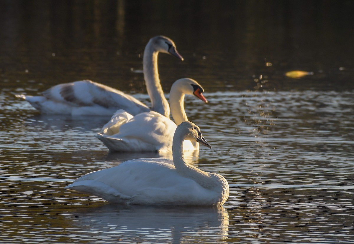 eBird Checklist - 7 Nov 2022 - Spring Grove Paper Mill Ponds (roadside ...