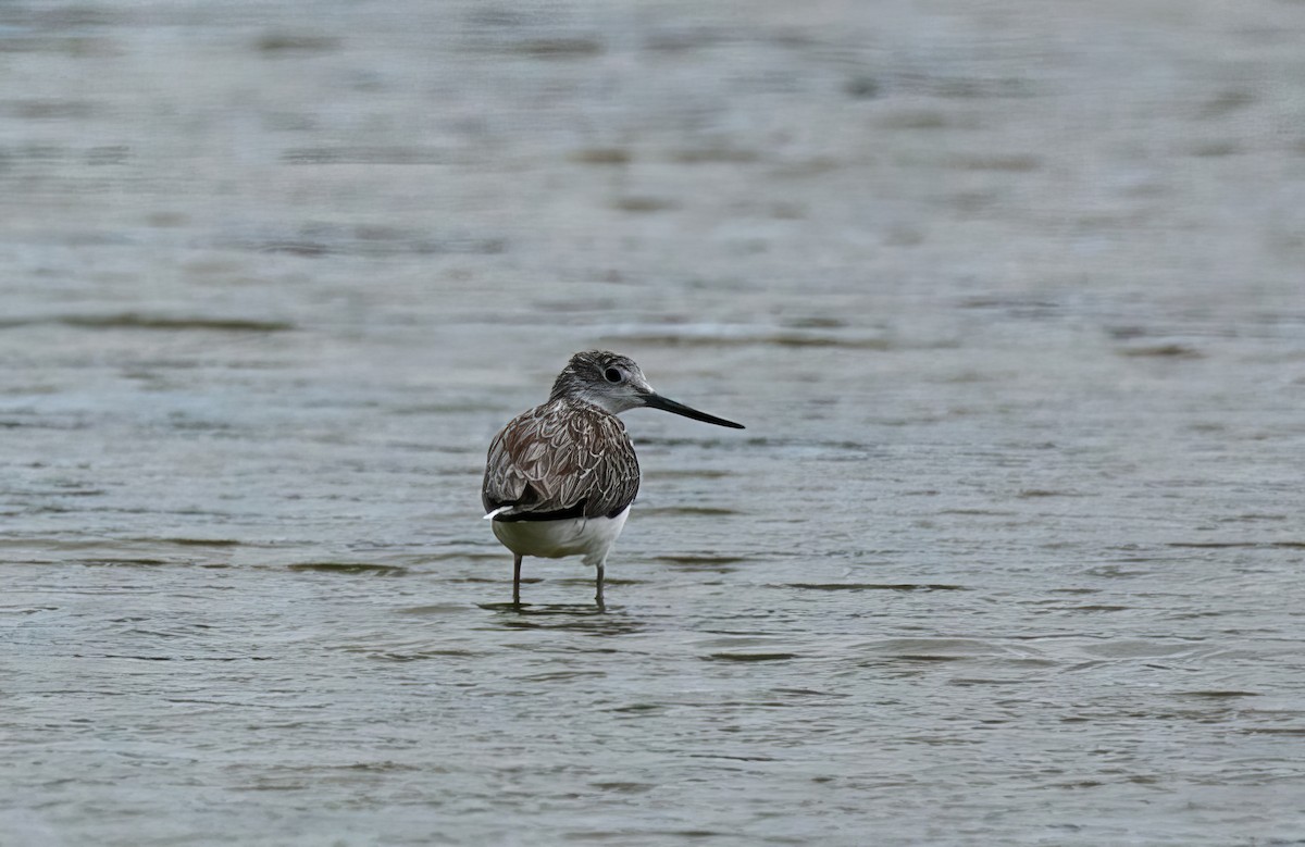 Common Greenshank - ML501509691