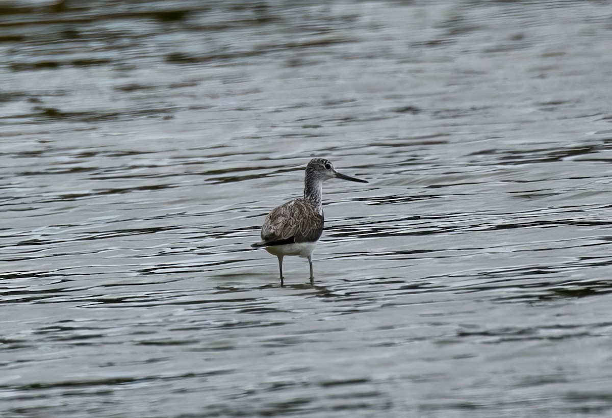 Common Greenshank - ML501509701