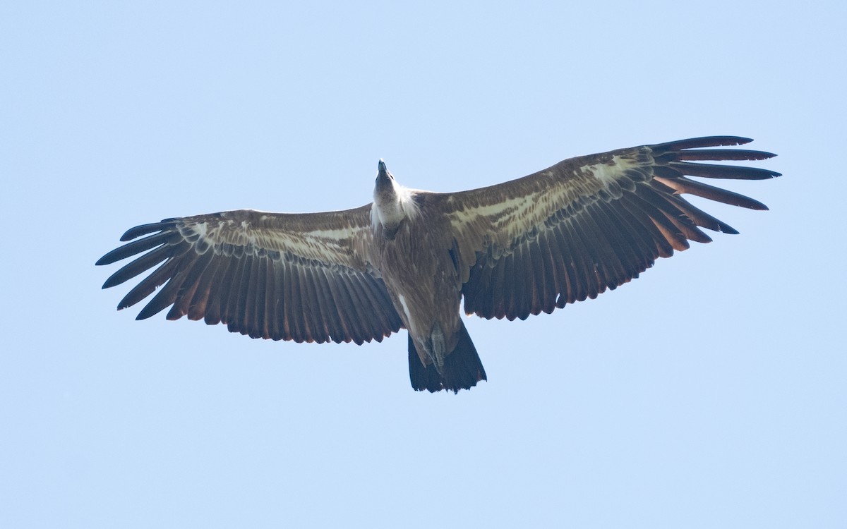 Eurasian Griffon - ML501510031