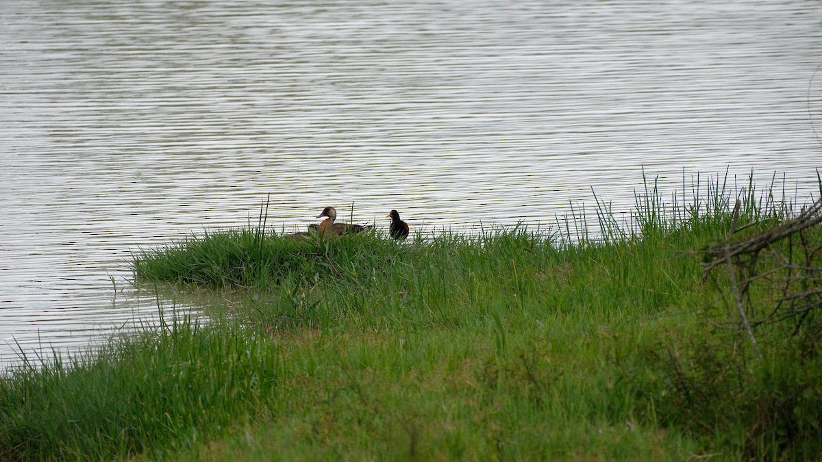 Wattled Jacana - ML501510591