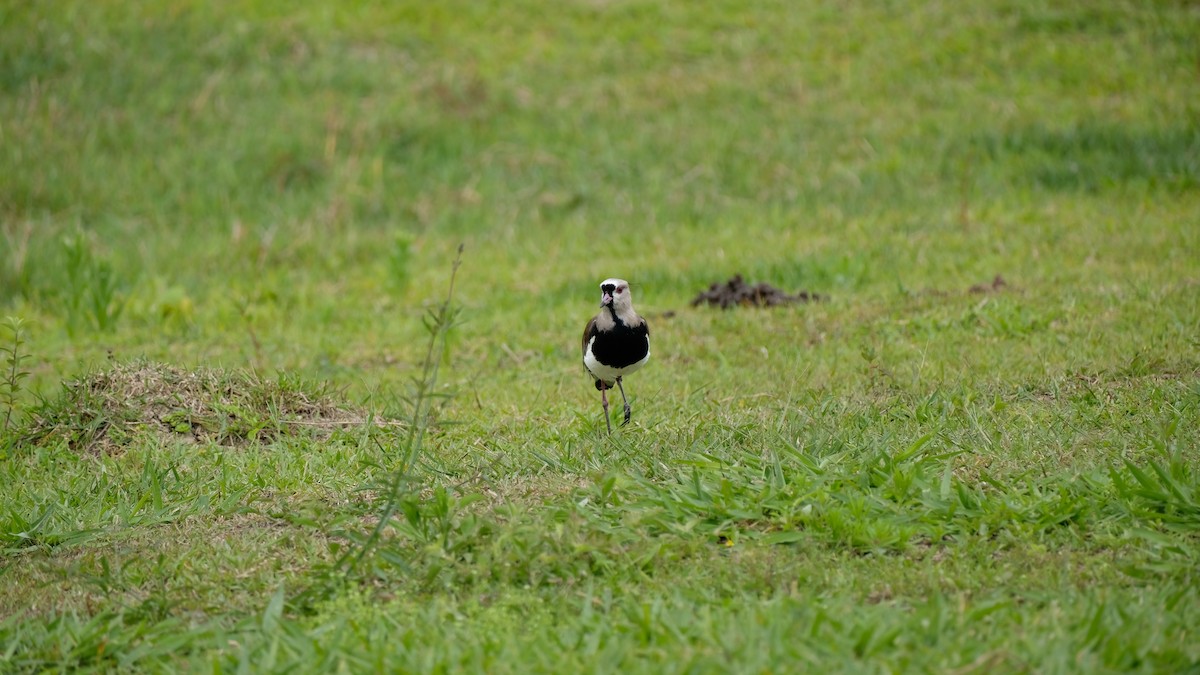 Southern Lapwing - Eduardo Campos