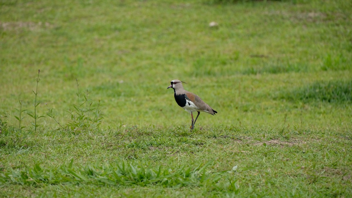 Southern Lapwing - Eduardo Campos