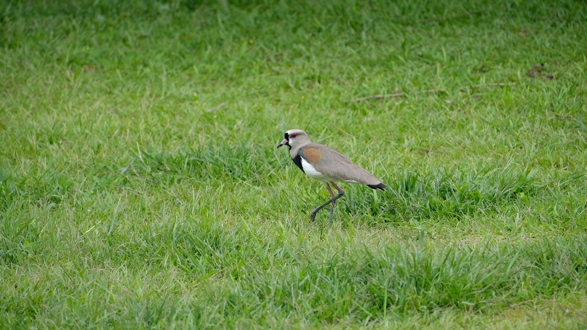 Southern Lapwing - Eduardo Campos