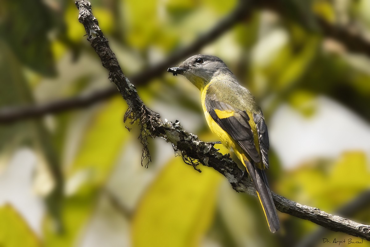 Gray-chinned Minivet - ML501510951