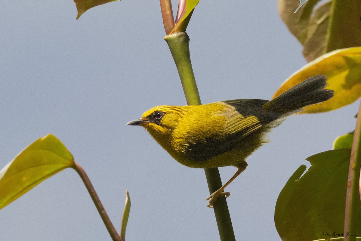 Golden Babbler - Arpit Bansal