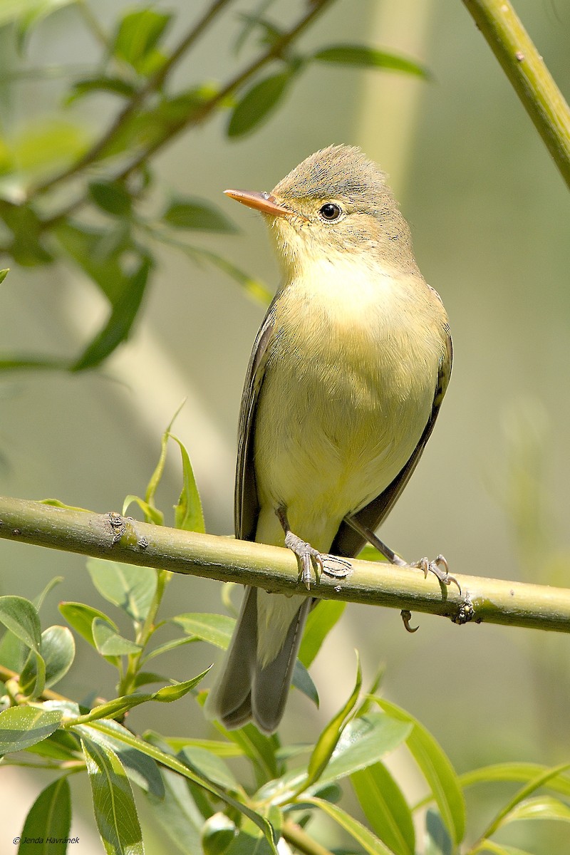 Icterine Warbler - Jenda Havránek