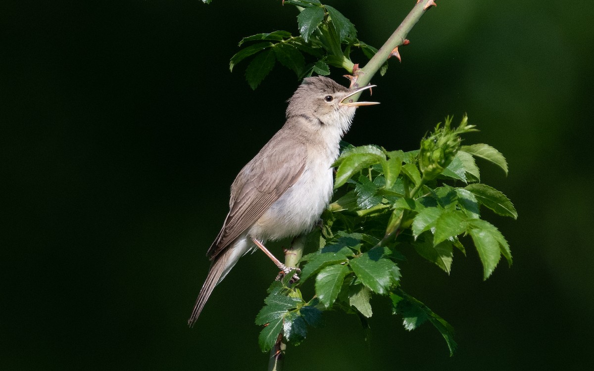 Eastern Olivaceous Warbler - ML501512251