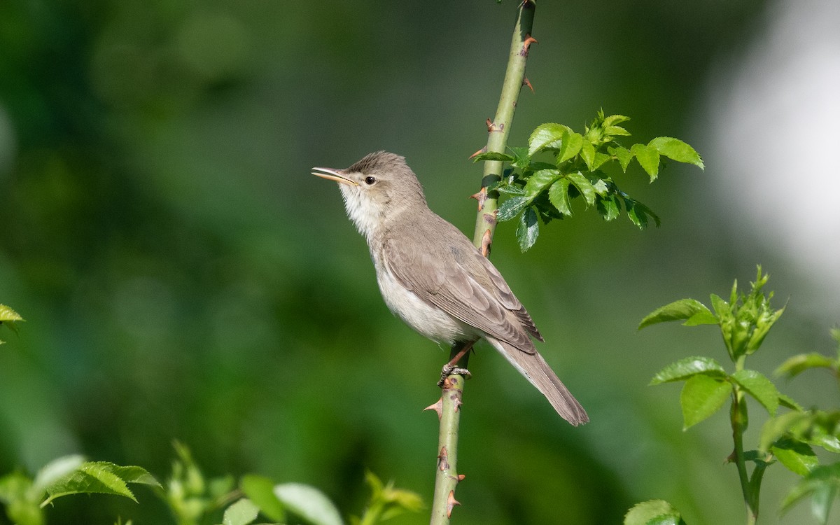 Eastern Olivaceous Warbler - ML501512261