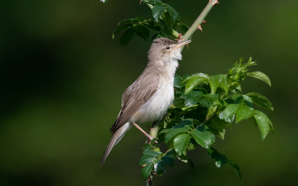Eastern Olivaceous Warbler - ML501512271