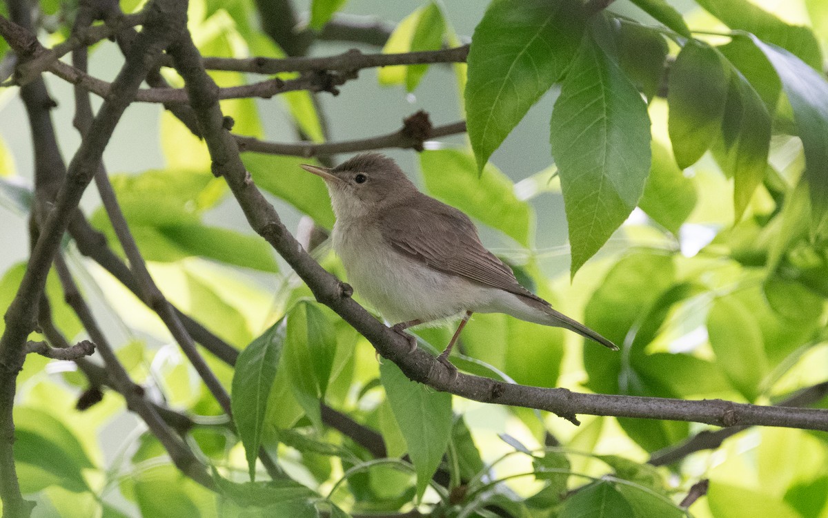 Eastern Olivaceous Warbler - ML501512281