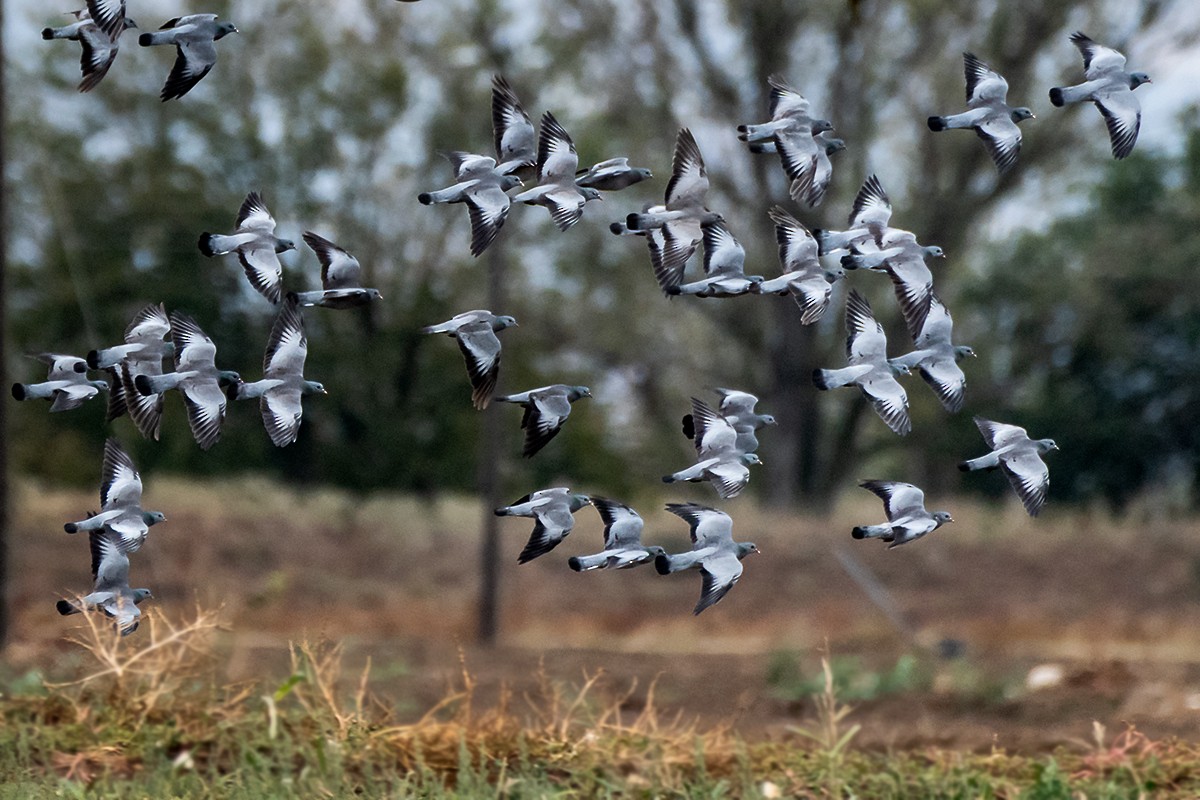 Stock Dove - ML501512341