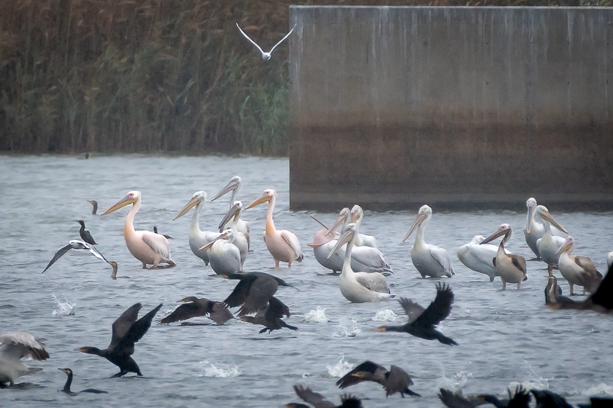 Great White Pelican - ML501512481