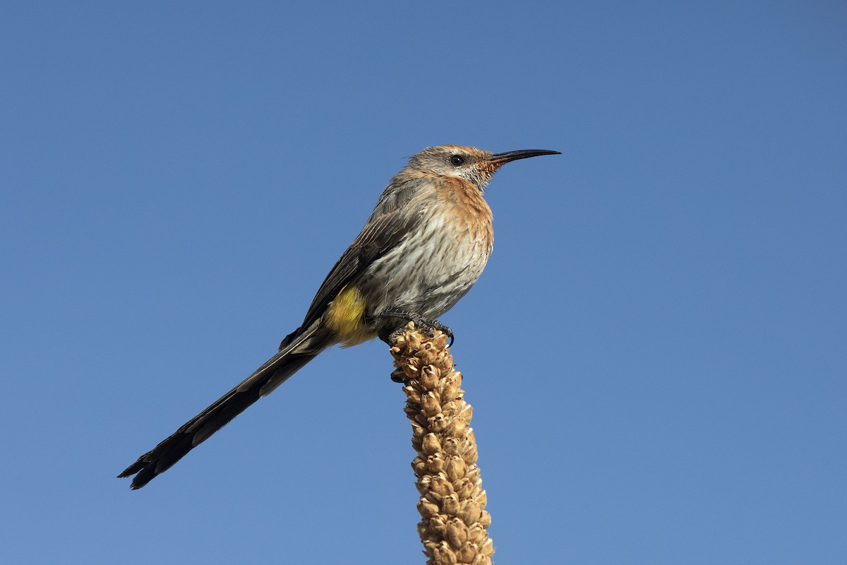 Gurney's Sugarbird - ML501512531