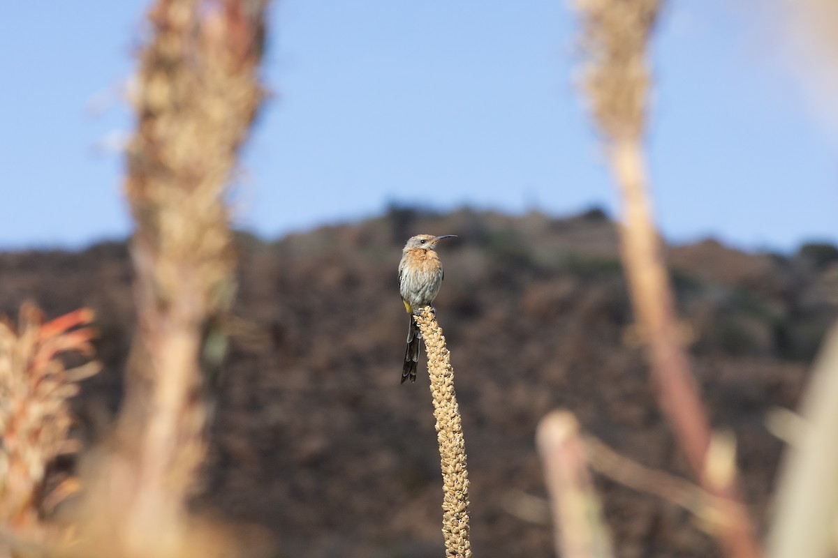 Gurney's Sugarbird - ML501512551