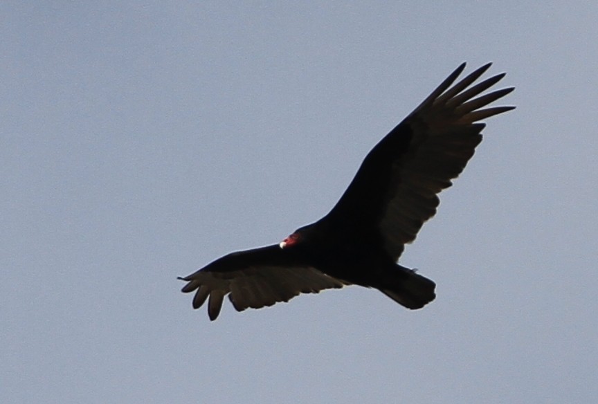 Turkey Vulture - ML50151361