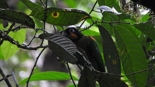 Orange-cheeked Parrot - ML501514001