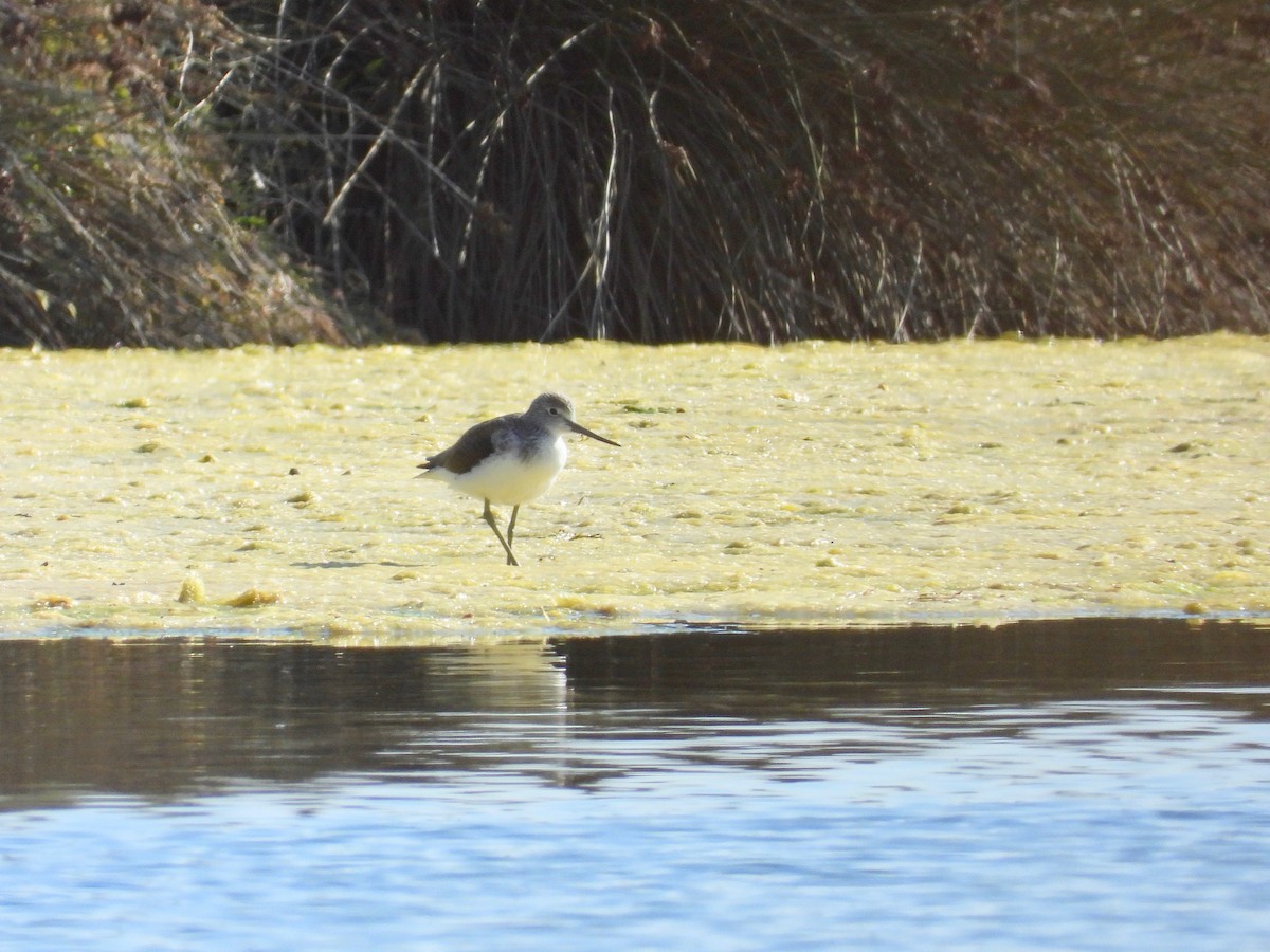 Common Greenshank - ML501514041