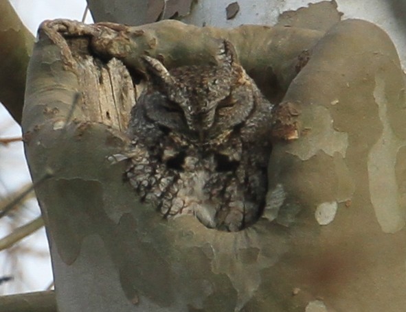 Eastern Screech-Owl - Jennifer Allison