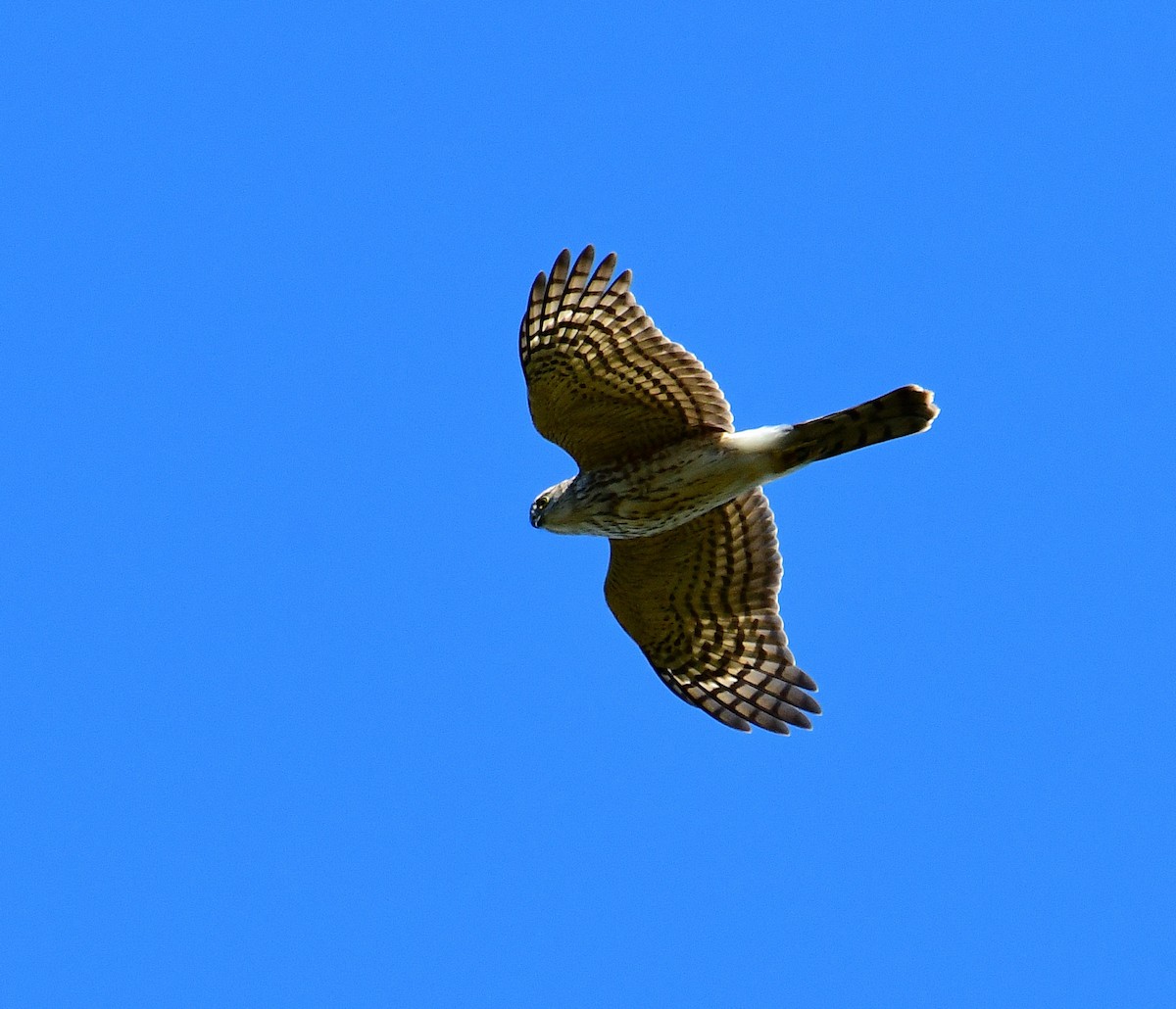 Sharp-shinned Hawk - ML501515501