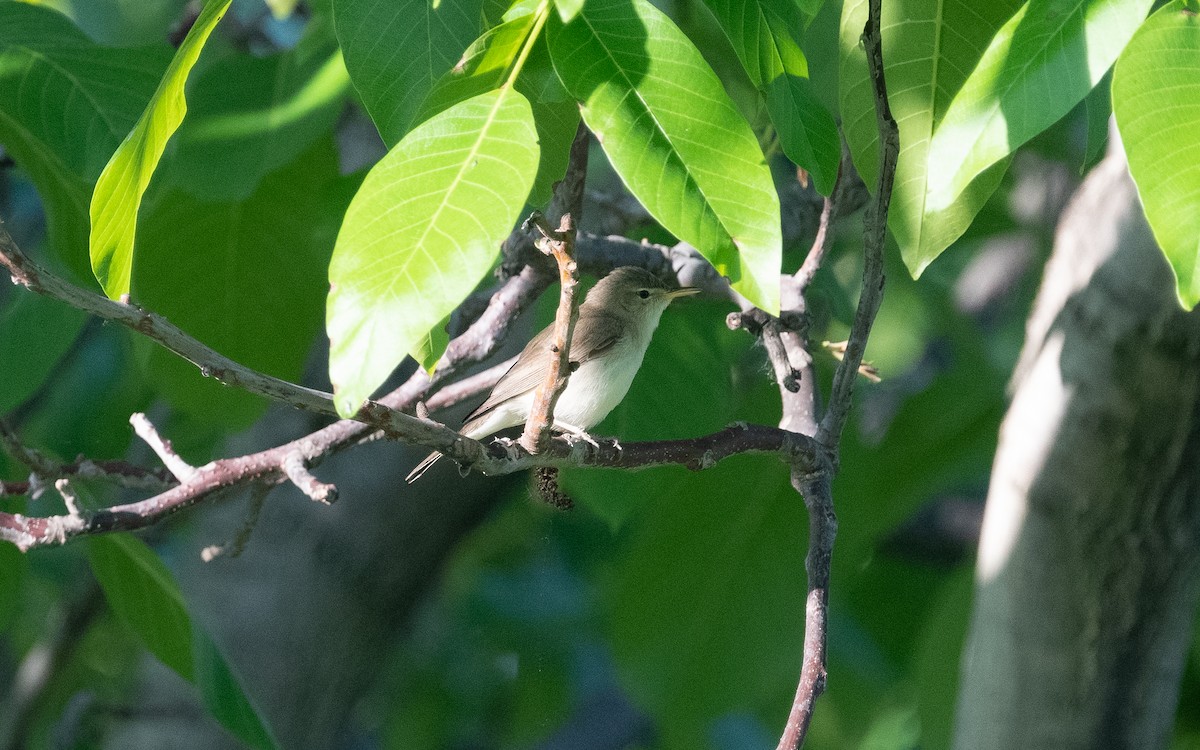 Eastern Olivaceous Warbler - ML501515991