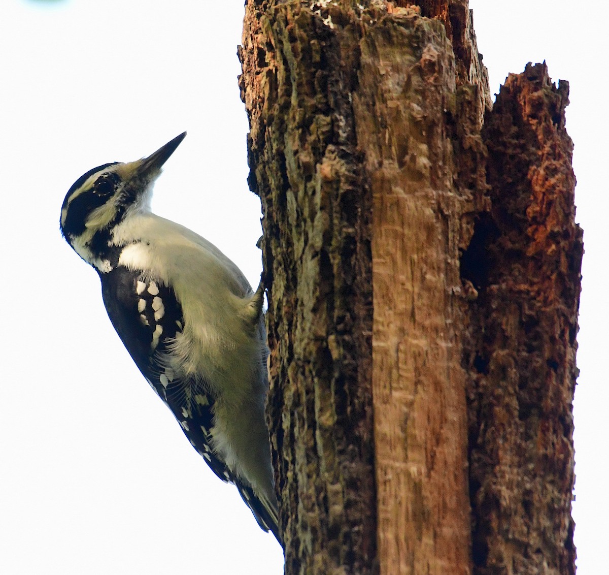 Hairy Woodpecker - ML501516501