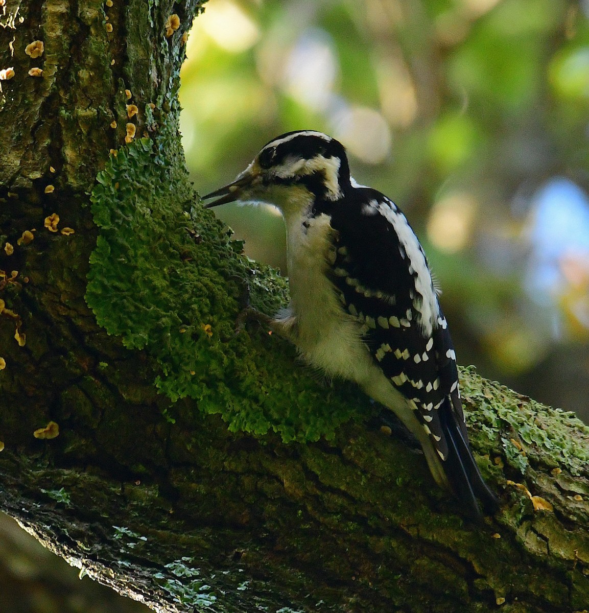 Hairy Woodpecker - ML501516561