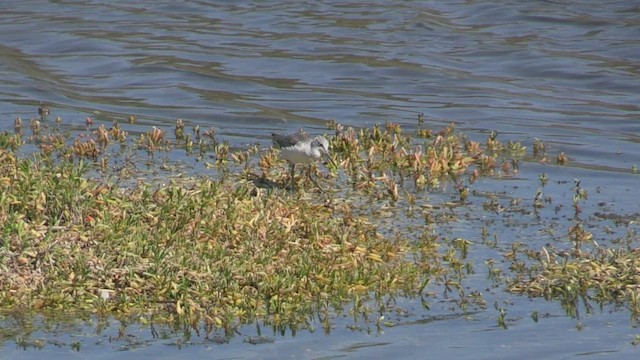 Common Greenshank - ML501516921