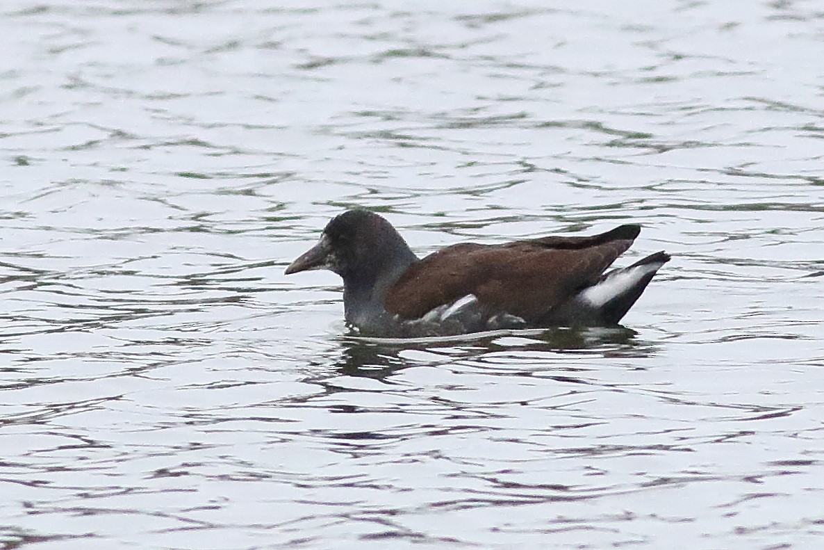 Common Gallinule - Mark L. Hoffman