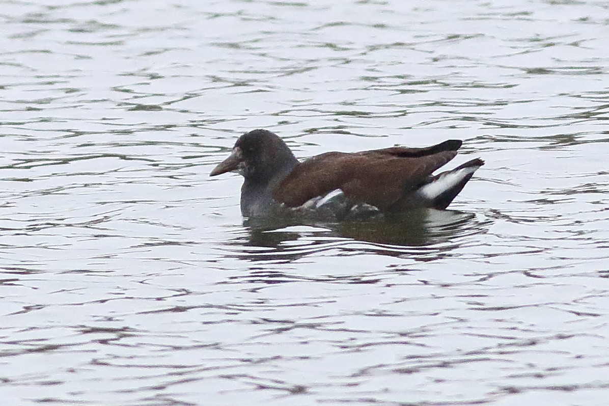 Gallinule d'Amérique - ML501517501