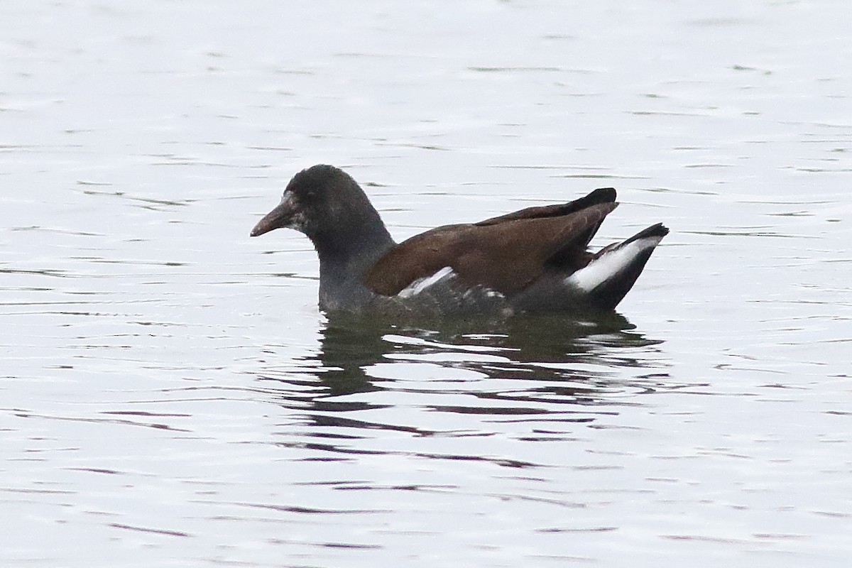 Common Gallinule - Mark L. Hoffman