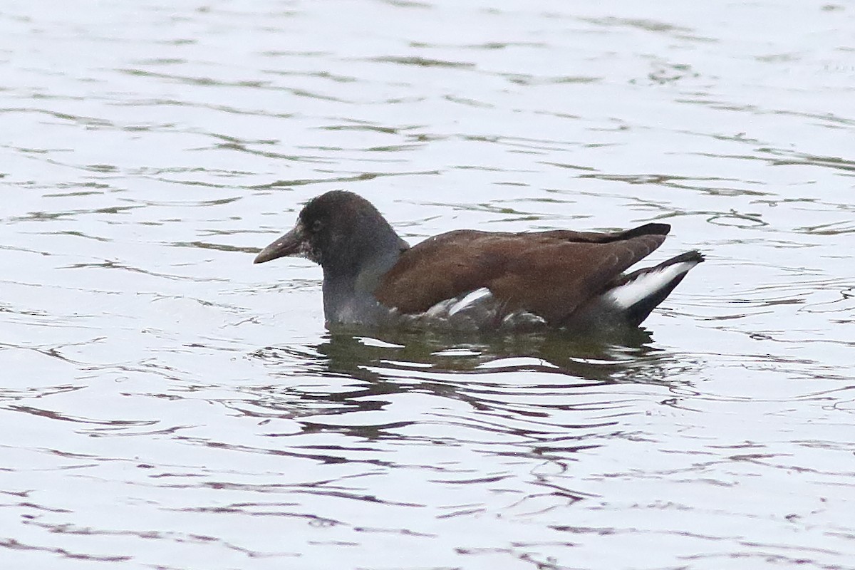 Gallinule d'Amérique - ML501517531