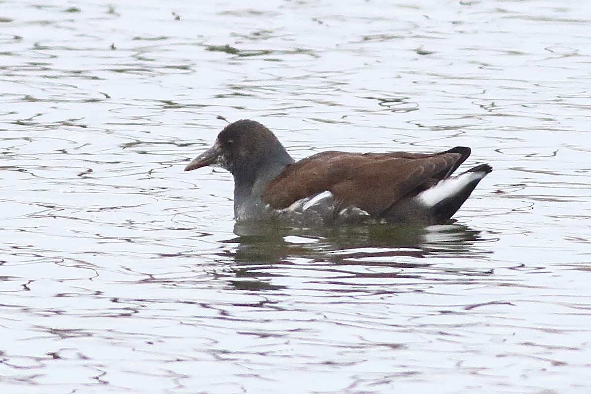 Common Gallinule - Mark L. Hoffman