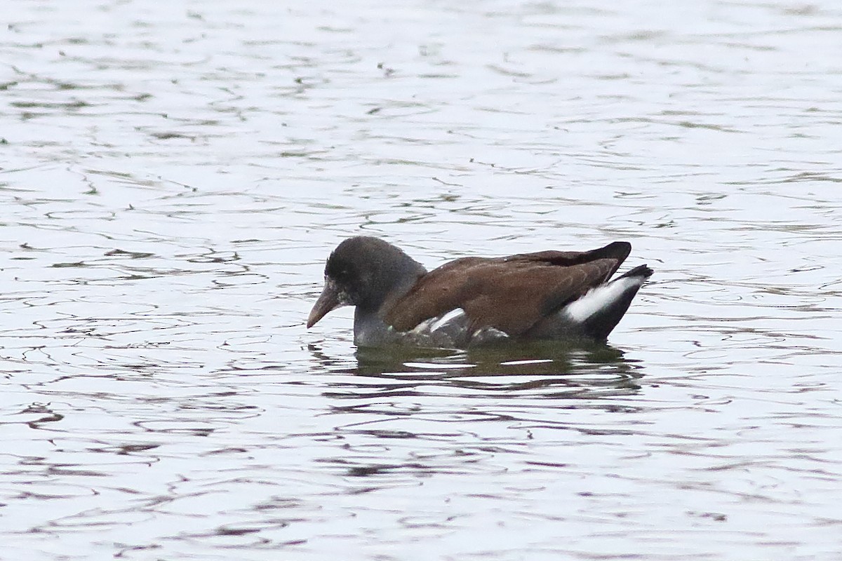 Common Gallinule - Mark L. Hoffman