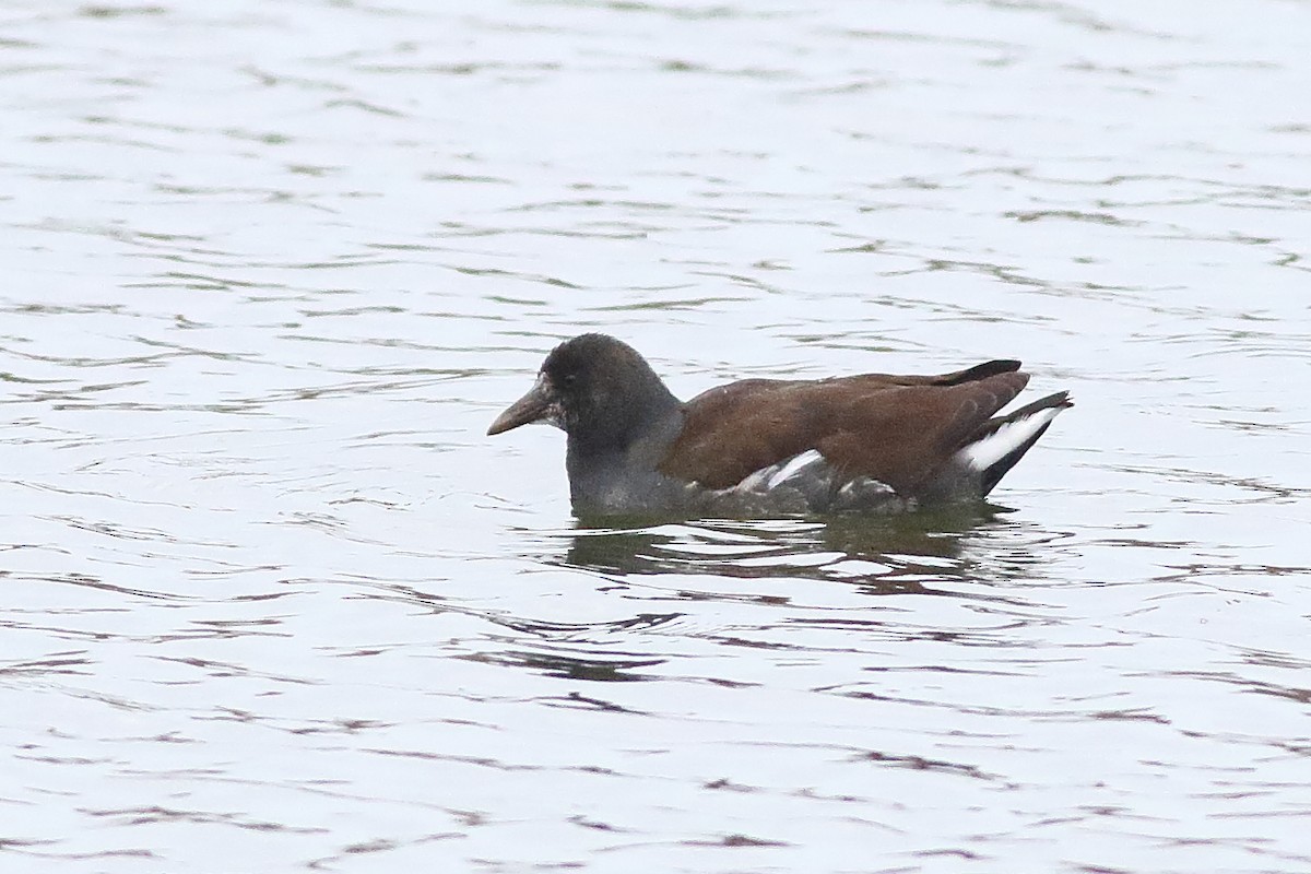 Common Gallinule - Mark L. Hoffman