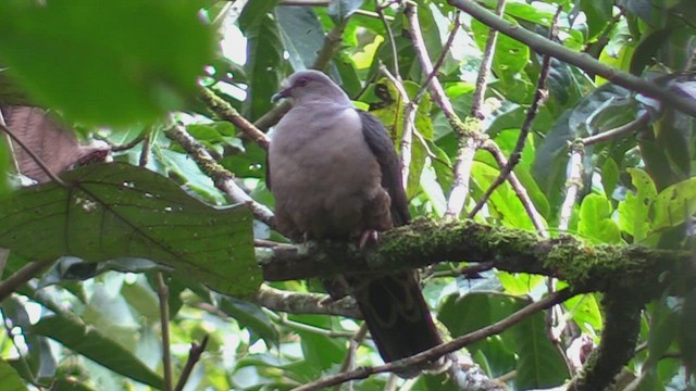 Sombre Pigeon - ML501517581