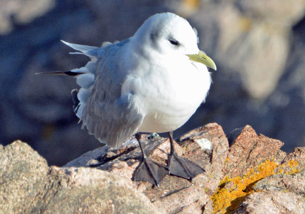 Black-legged Kittiwake - ML501517781