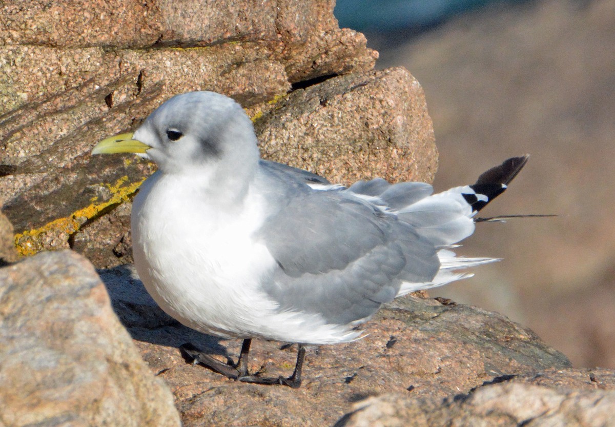 Black-legged Kittiwake - ML501517811