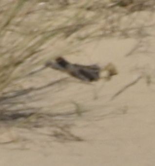 Eurasian Nightjar - ML501518131