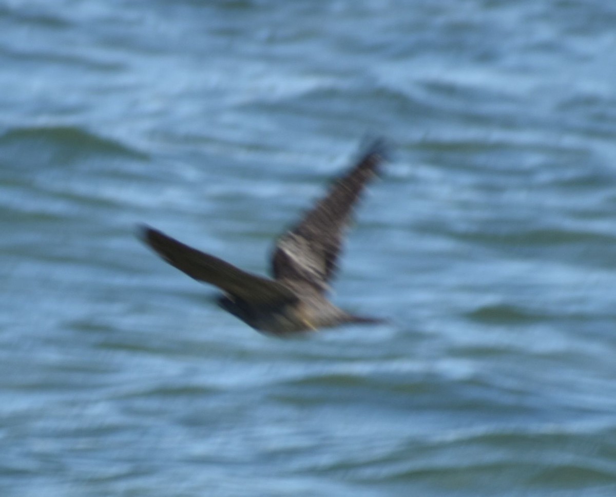 Eurasian Nightjar - ML501518141