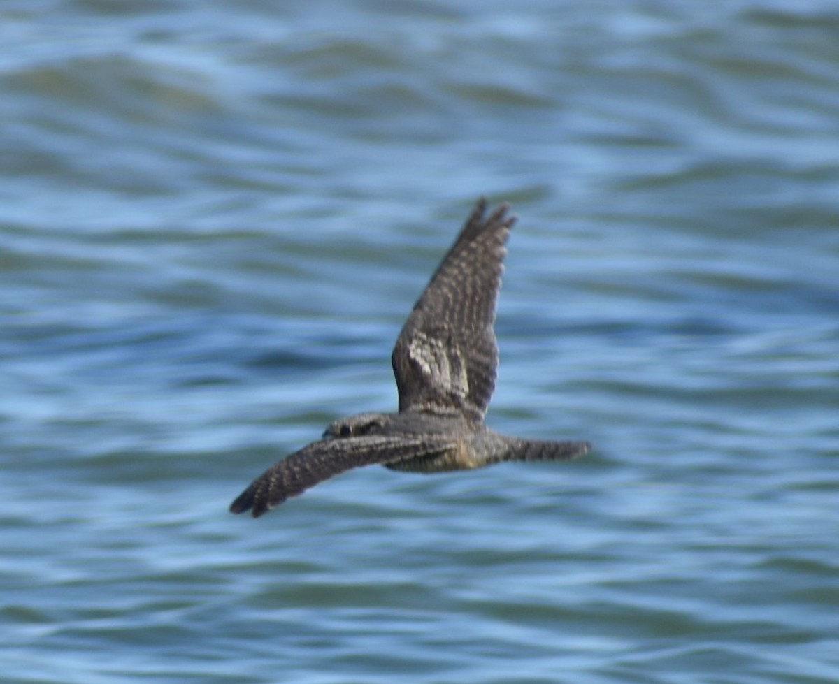 Eurasian Nightjar - ML501518151