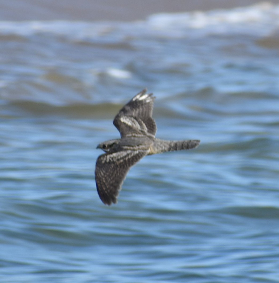 Eurasian Nightjar - ML501518171