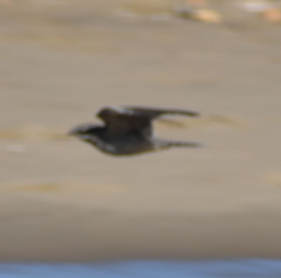 Eurasian Nightjar - ML501518191