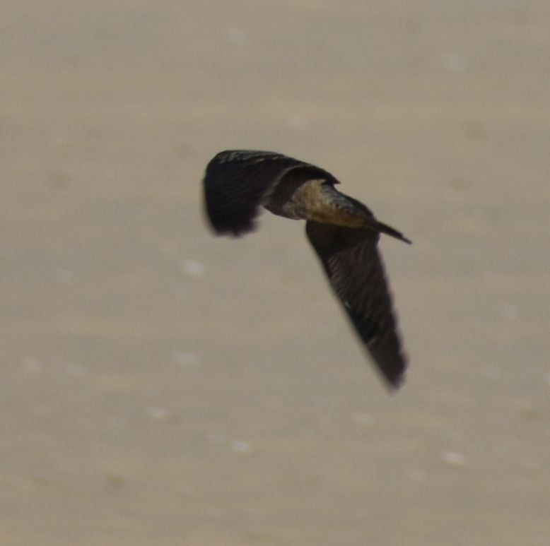 Eurasian Nightjar - ML501518201