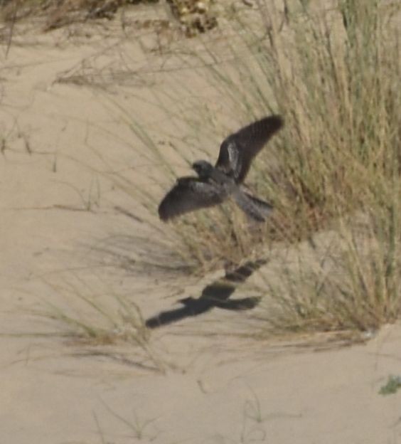 Eurasian Nightjar - ML501518231