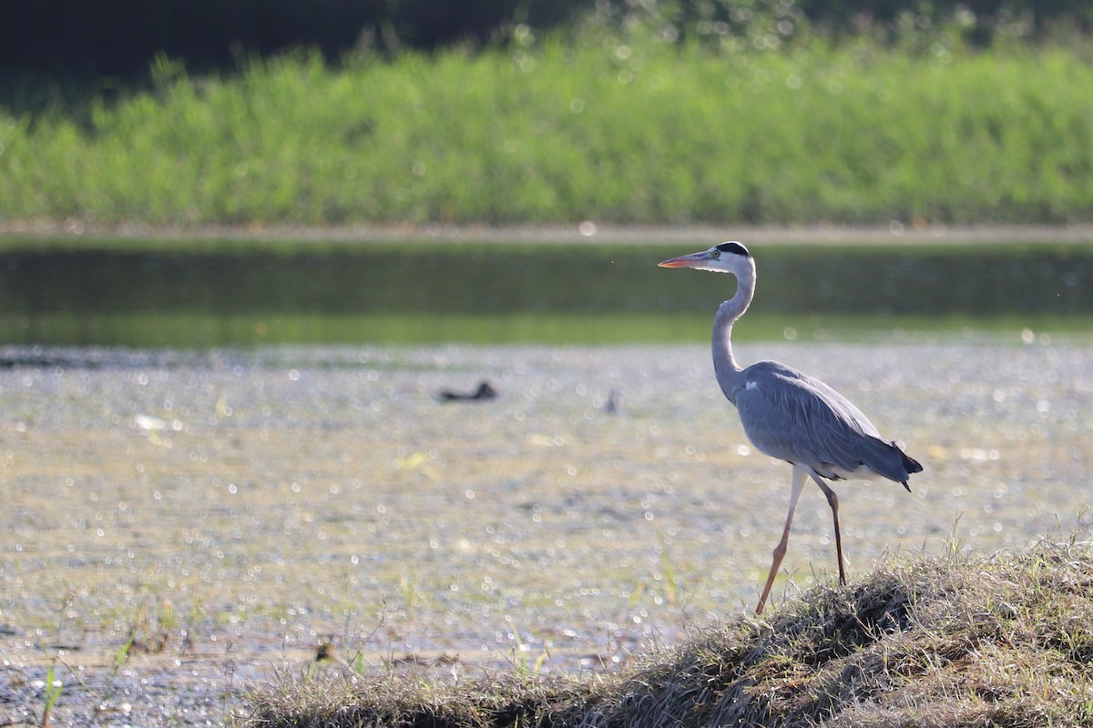 Gray Heron - ML501518551