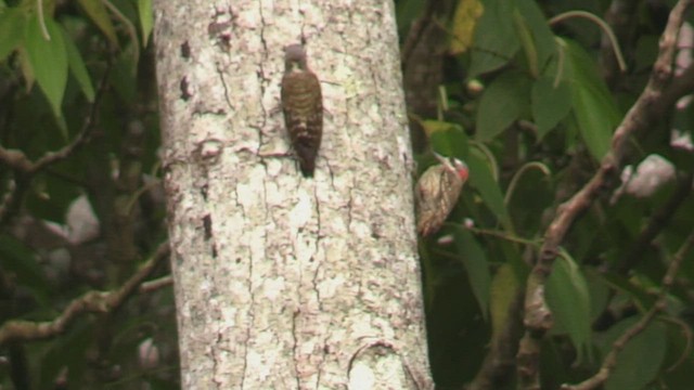 Sulawesi Pygmy Woodpecker - ML501518751