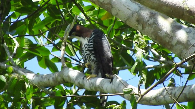 Ornate Hawk-Eagle - ML501518771