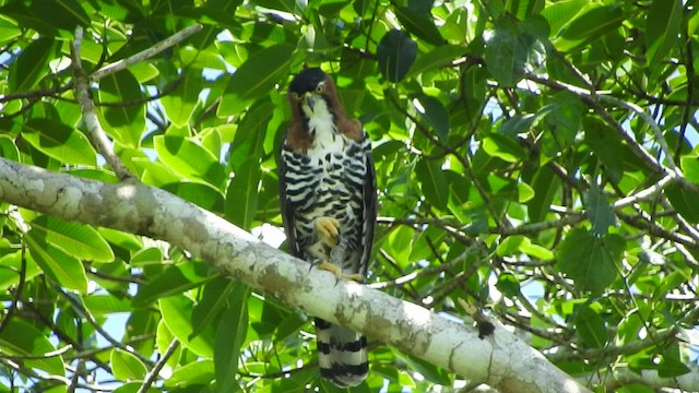 Ornate Hawk-Eagle - ML501518921